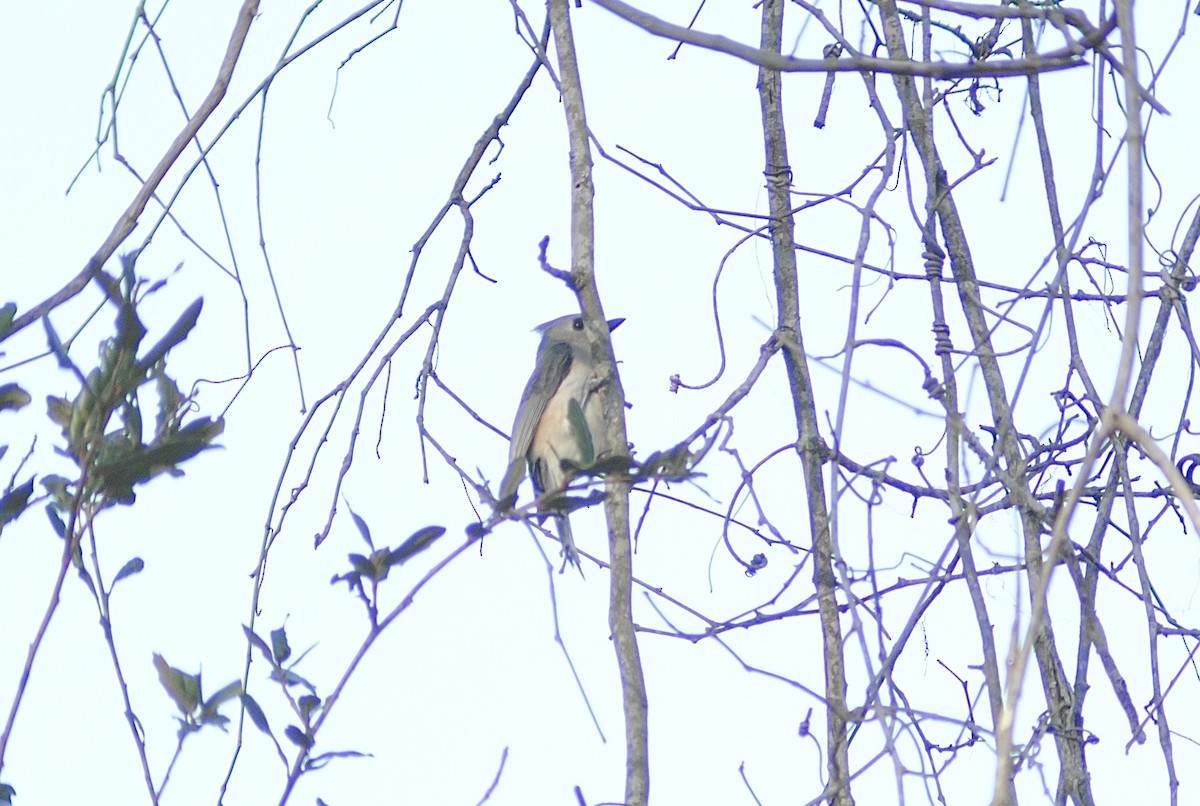 sýkora rezavoboká - ML647586611