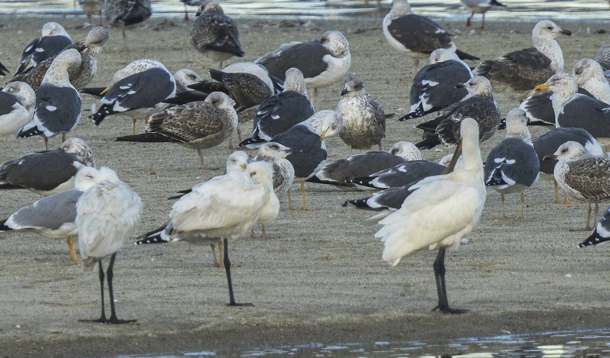 kolpík bílý - ML647586615