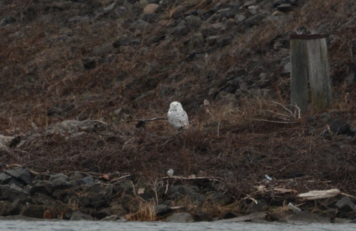 sovice sněžní - ML647586616