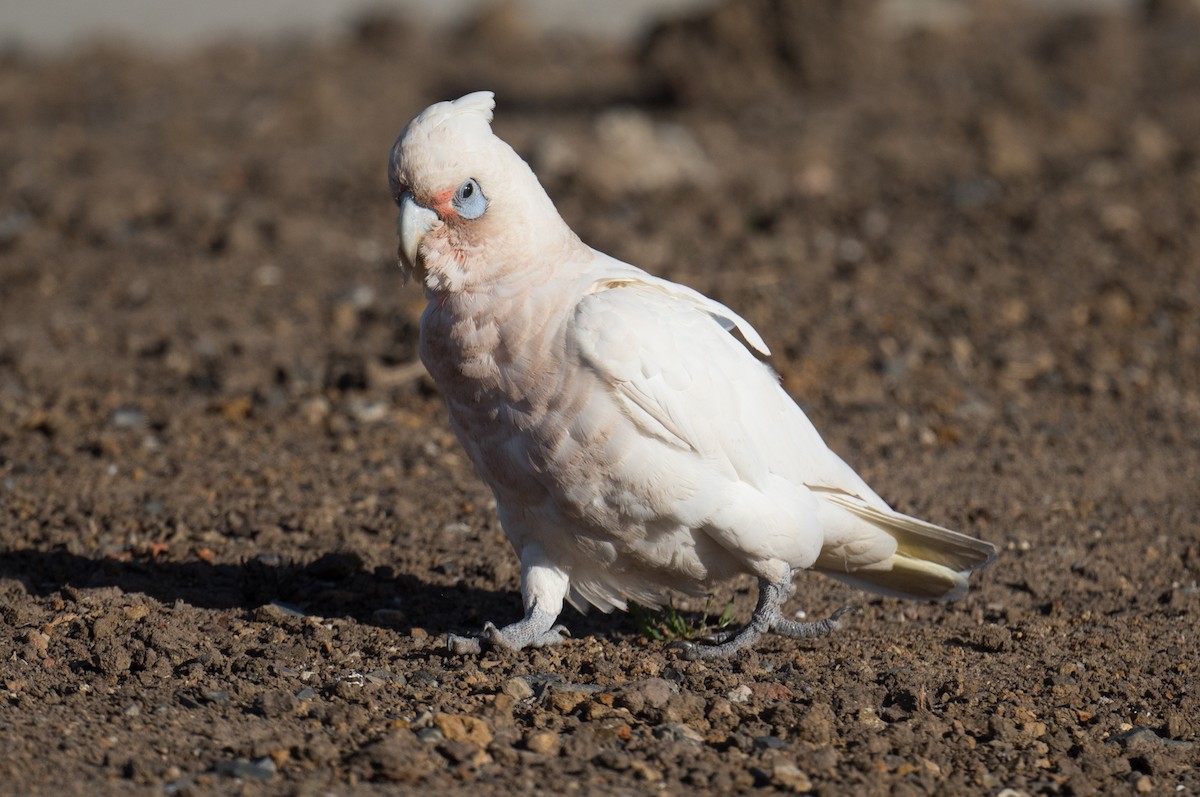 kakadu naholící - ML647586617