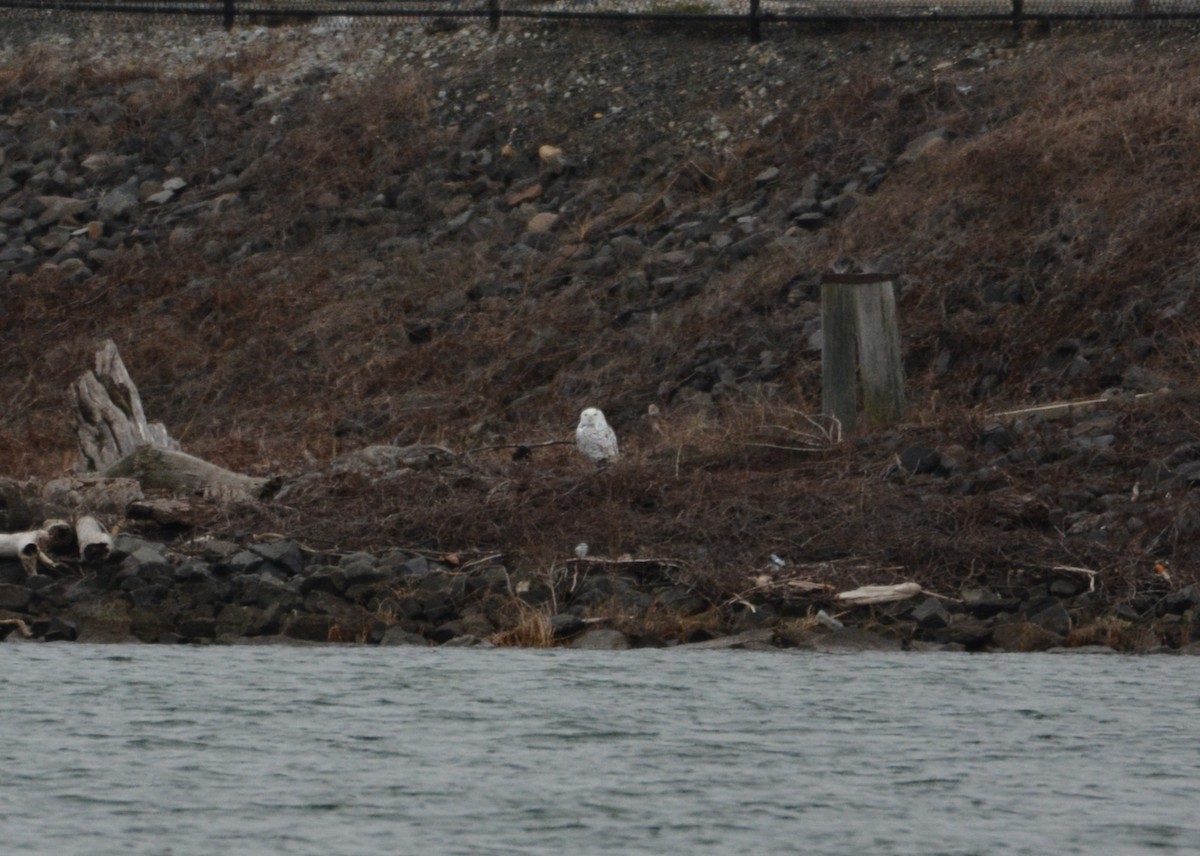 sovice sněžní - ML647586618