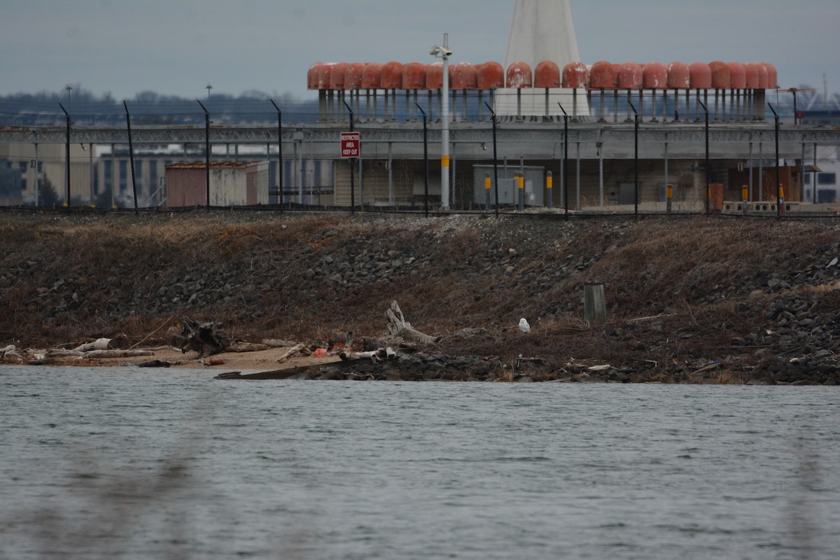 sovice sněžní - ML647586619