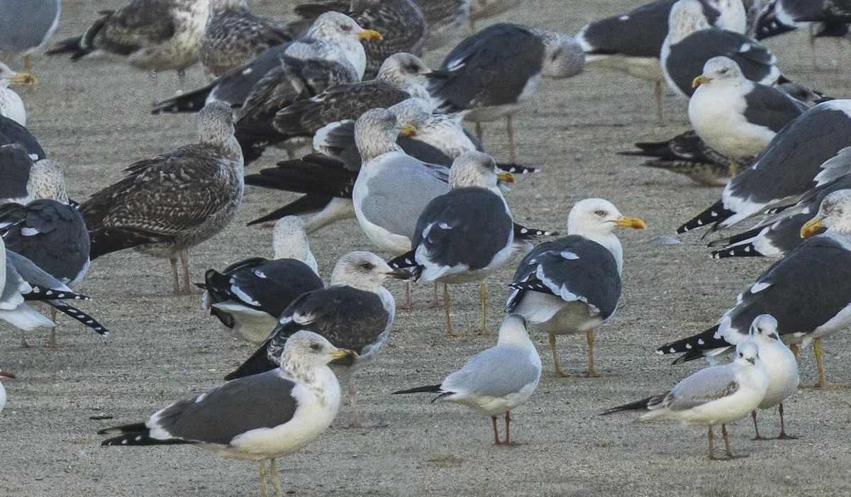 racek stříbřitý - ML647586631