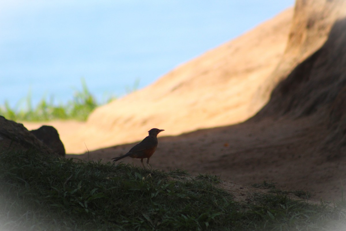 drozd rezavobřichý - ML647586632