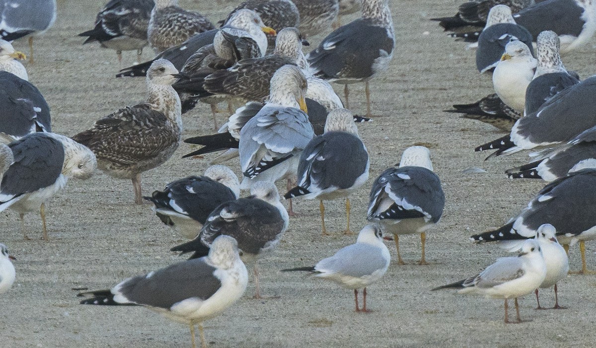 racek stříbřitý - ML647586633