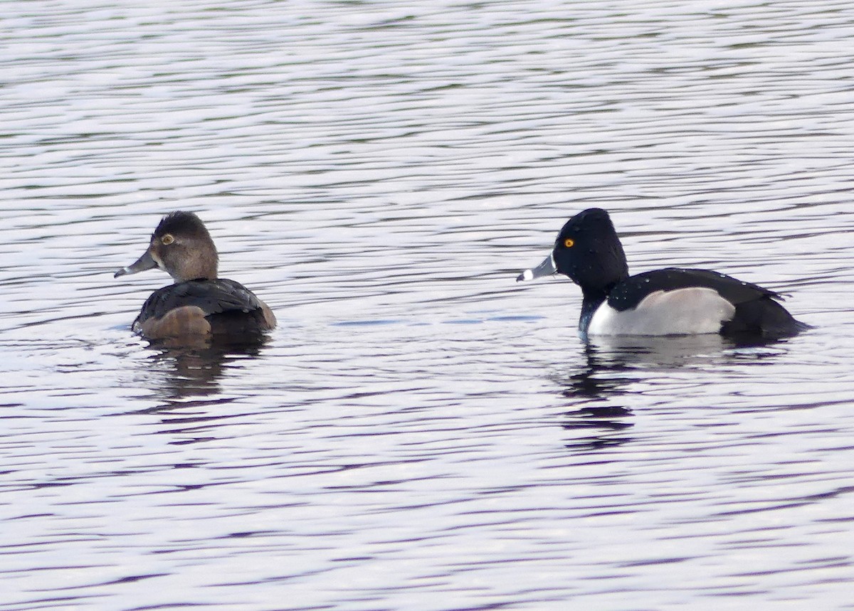 polák proužkozobý - ML647586635