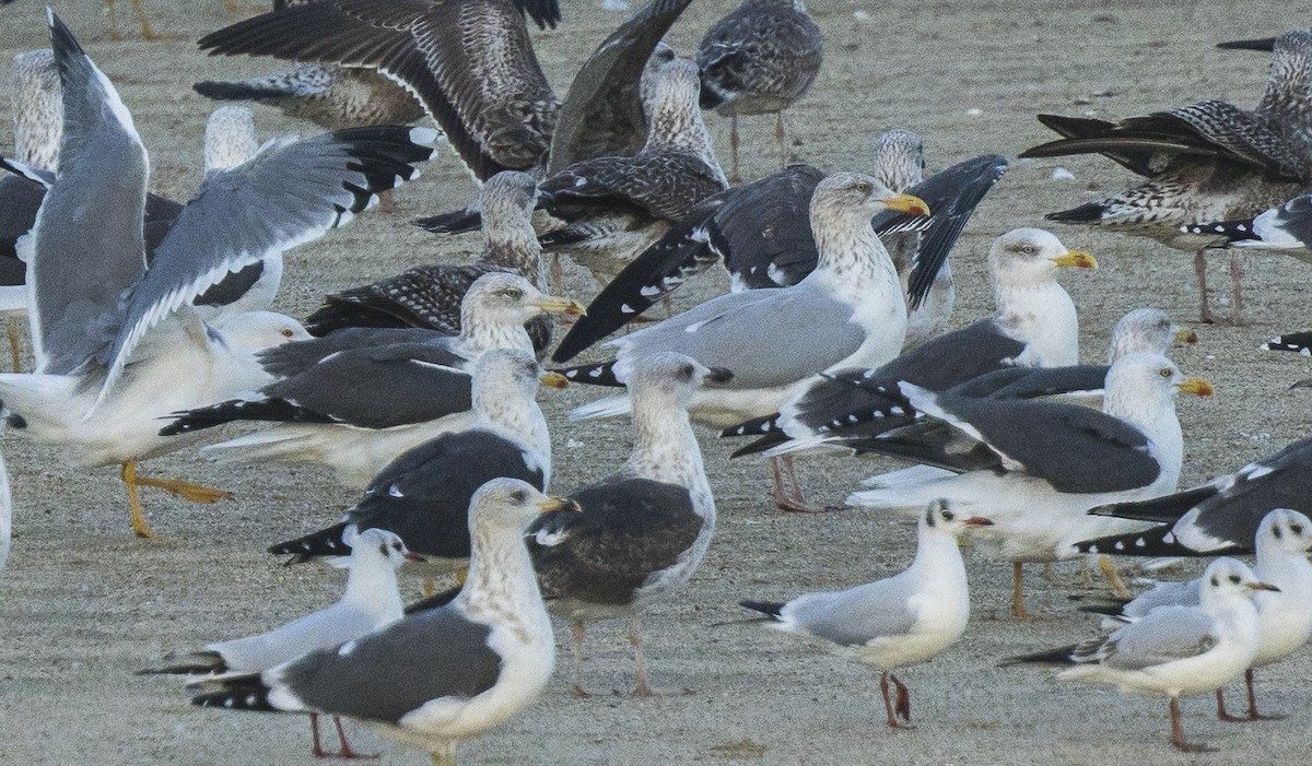 racek stříbřitý - ML647586640