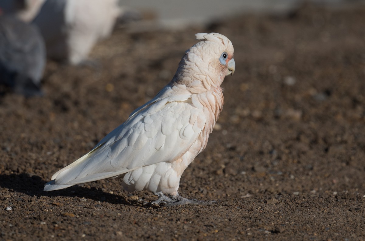 kakadu naholící - ML647586642