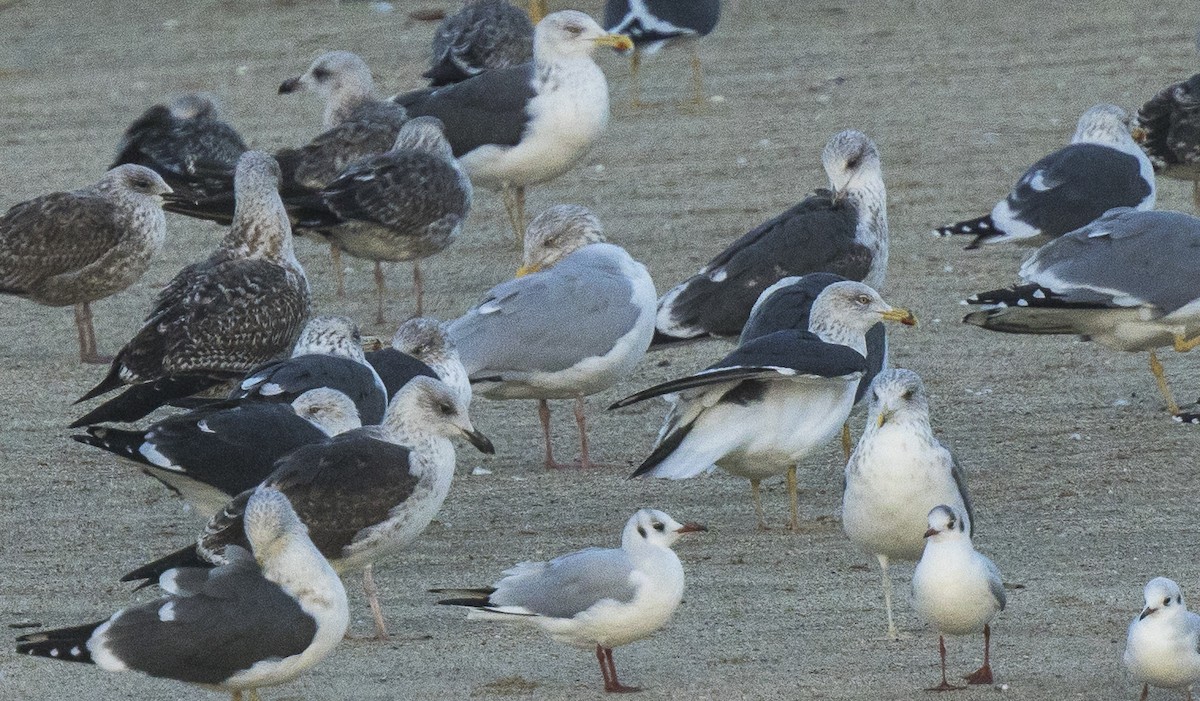 racek stříbřitý - ML647586644