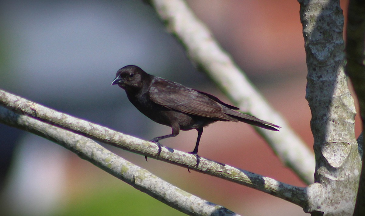 Shiny Cowbird - ML647586645