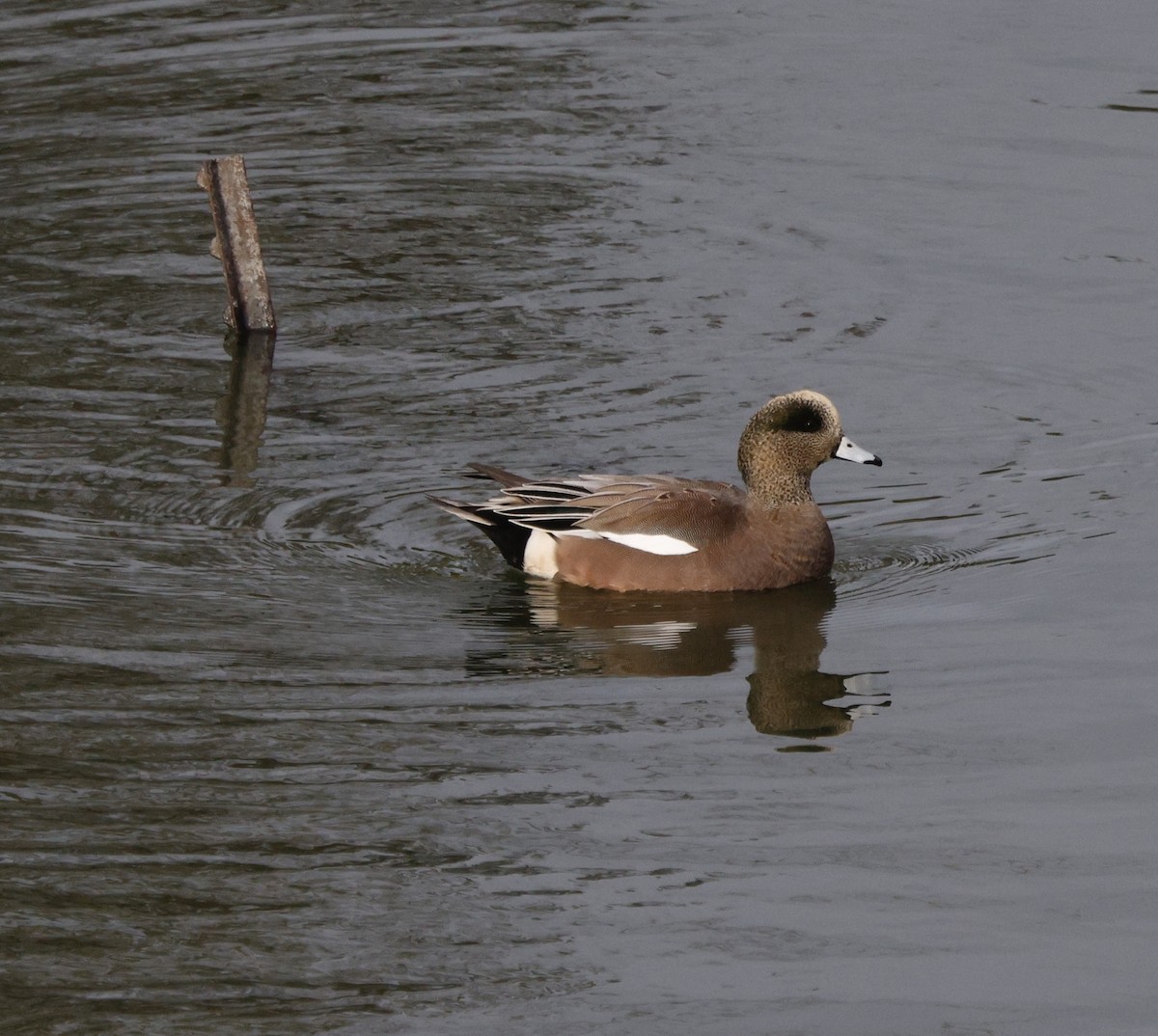 hvízdák americký - ML647586646