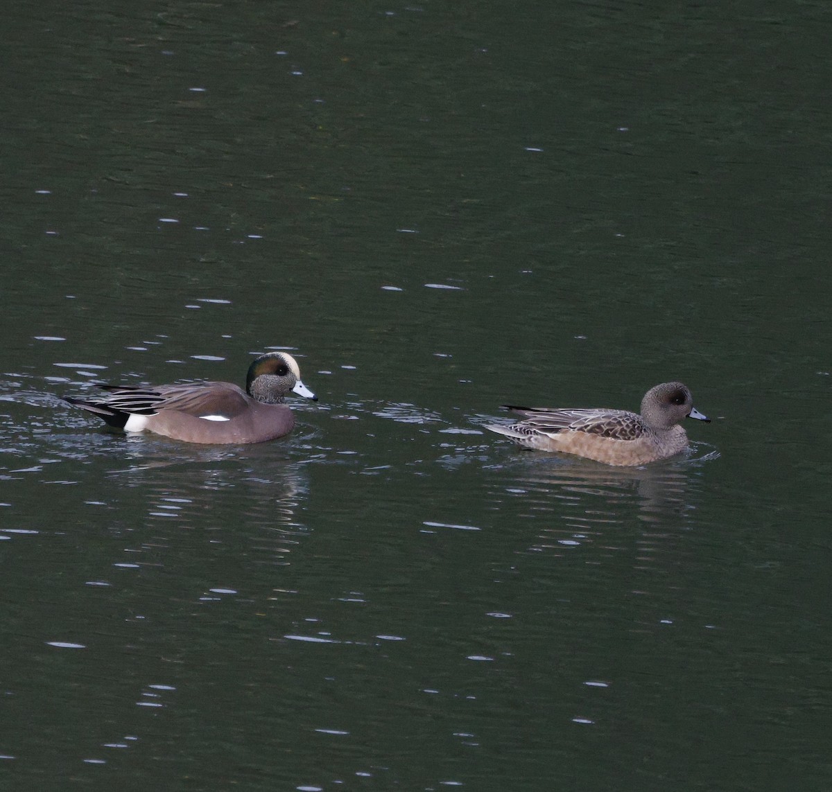 hvízdák americký - ML647586647