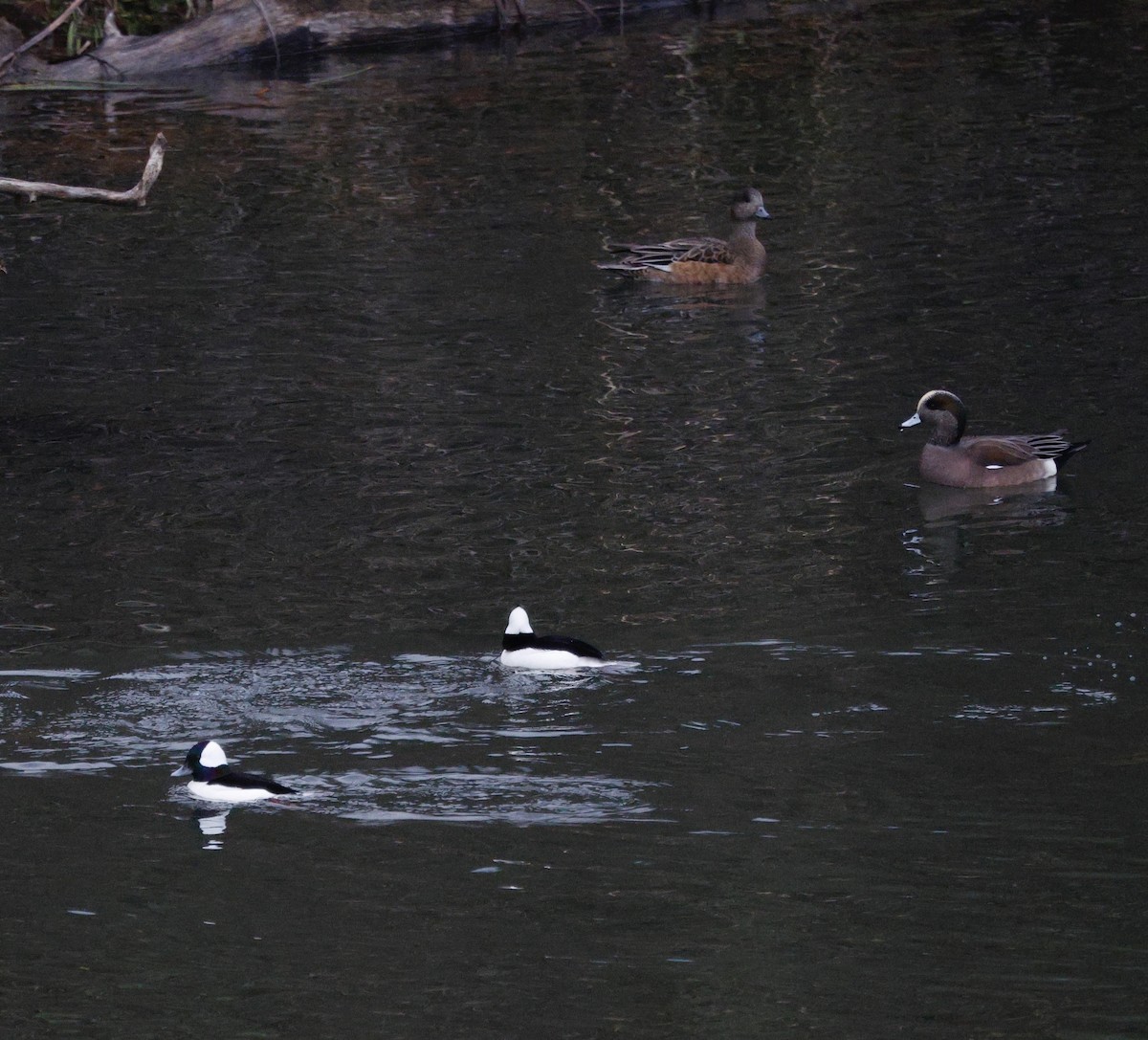 hvízdák americký - ML647586648