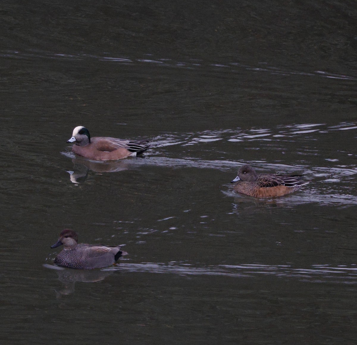 hvízdák americký - ML647586650