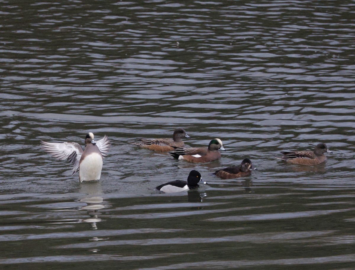 hvízdák americký - ML647586651