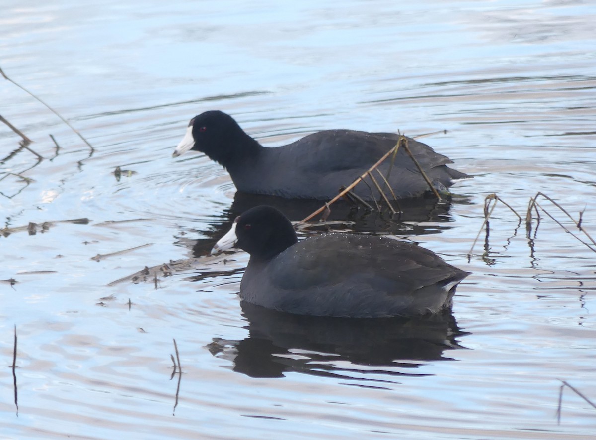 lyska americká - ML647586652