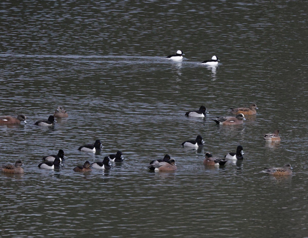 hvízdák americký - ML647586653