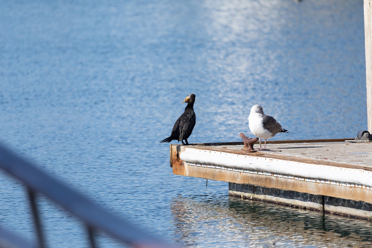 Cormoran à aigrettes - ML647586657