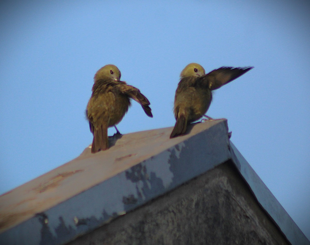 Palm Tanager - ML647586661