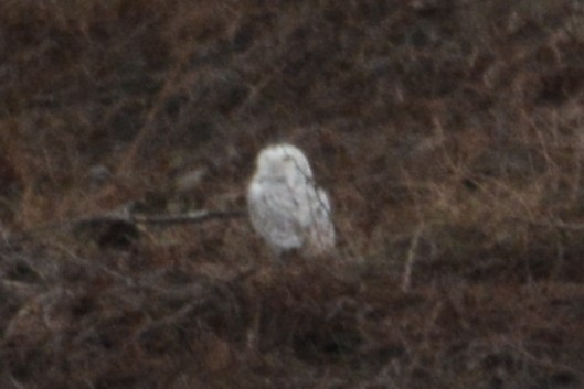 Snowy Owl - ML647586665
