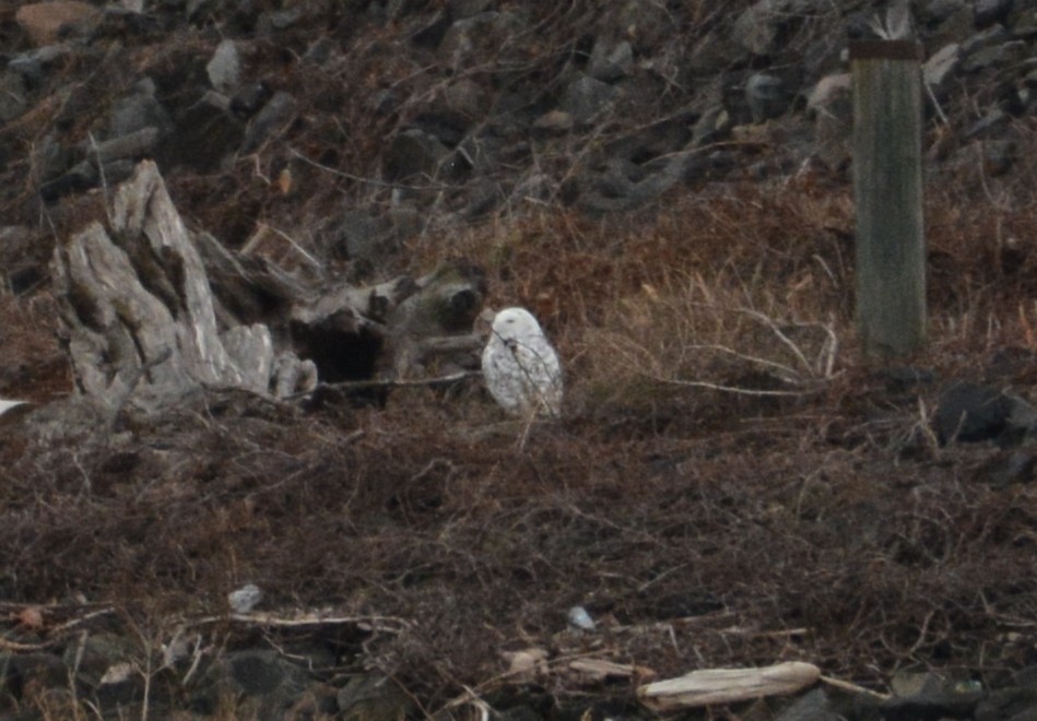 Snowy Owl - ML647586685