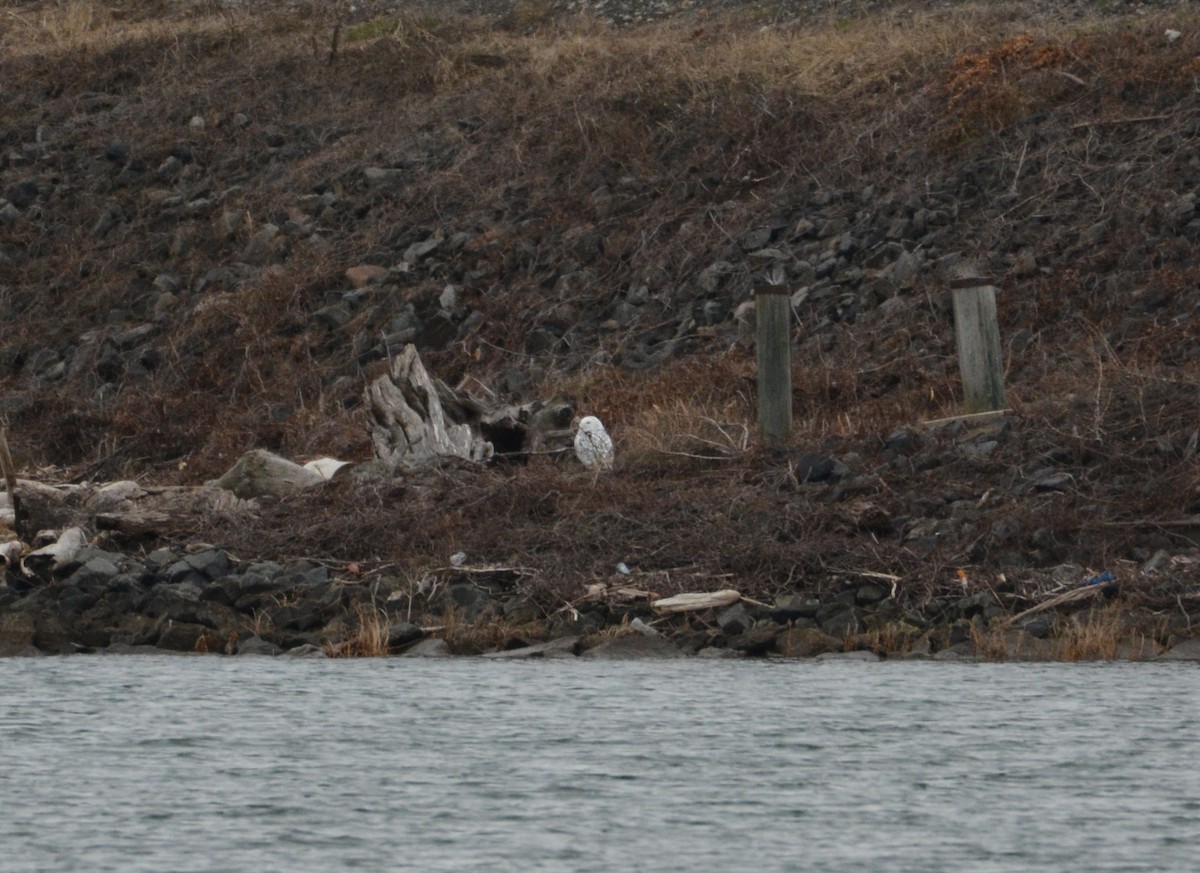Snowy Owl - ML647586686