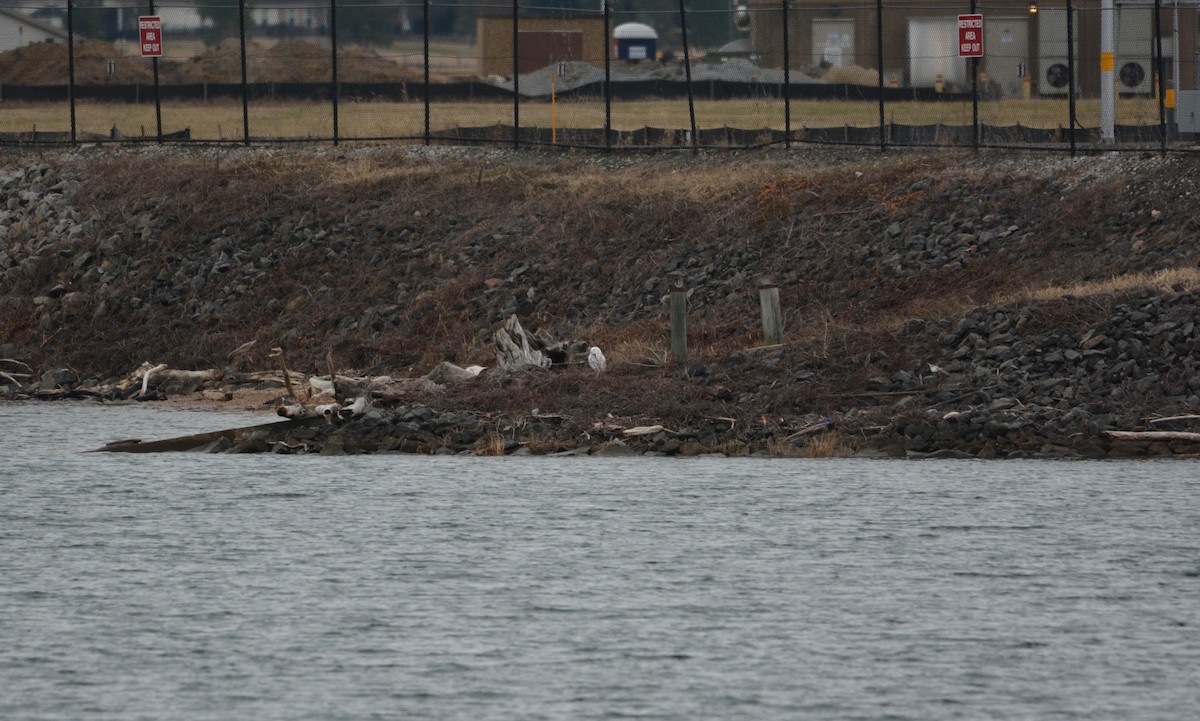 Snowy Owl - ML647586690