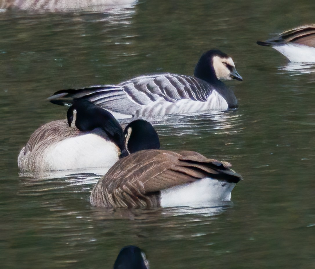 Barnacle Goose - ML647586728