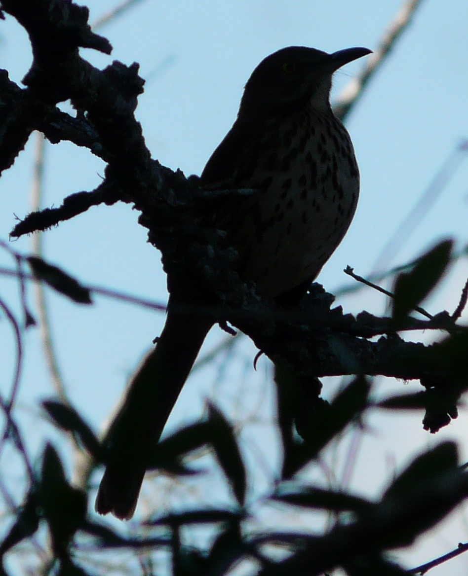 Cuitlacoche Rojizo - ML647586733