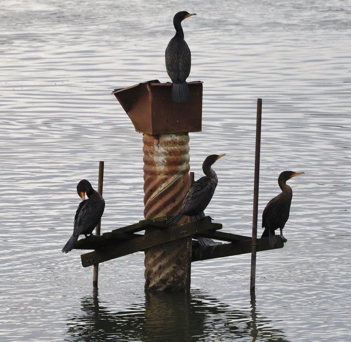 Cormoran à aigrettes - ML647586748