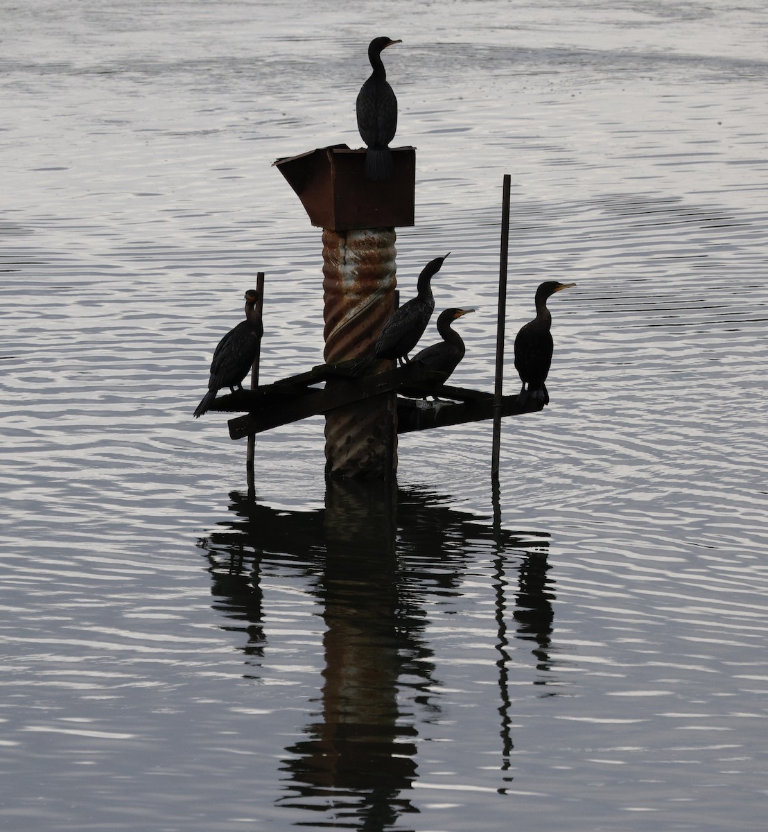 Cormoran à aigrettes - ML647586749