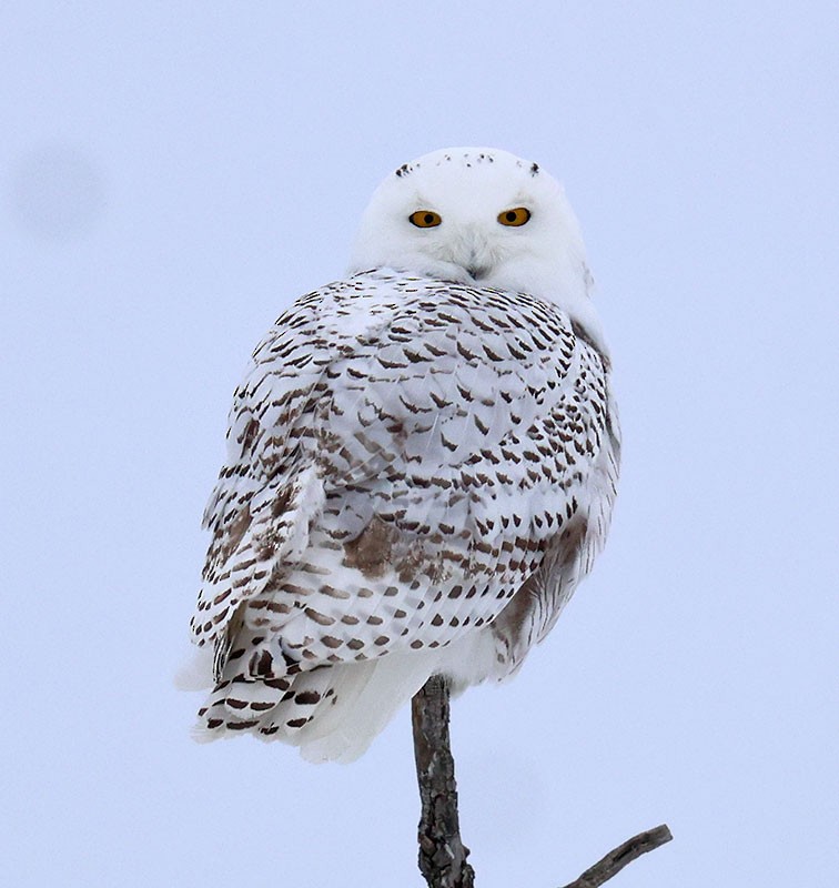 Snowy Owl - ML647586788