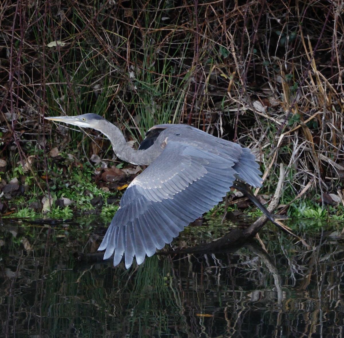 Great Blue Heron - ML647586790
