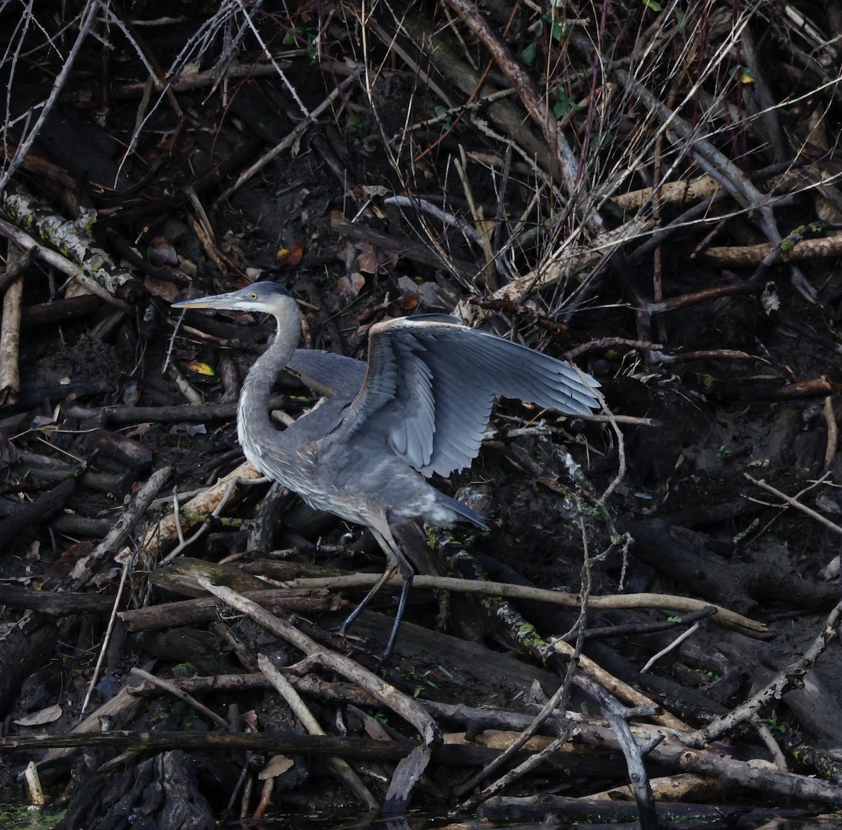 Great Blue Heron - ML647586791