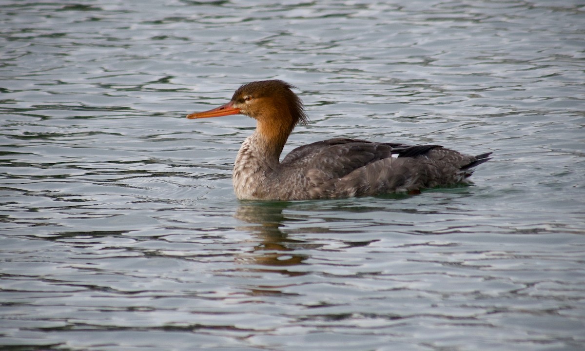 Red-breasted Merganser - ML647586796