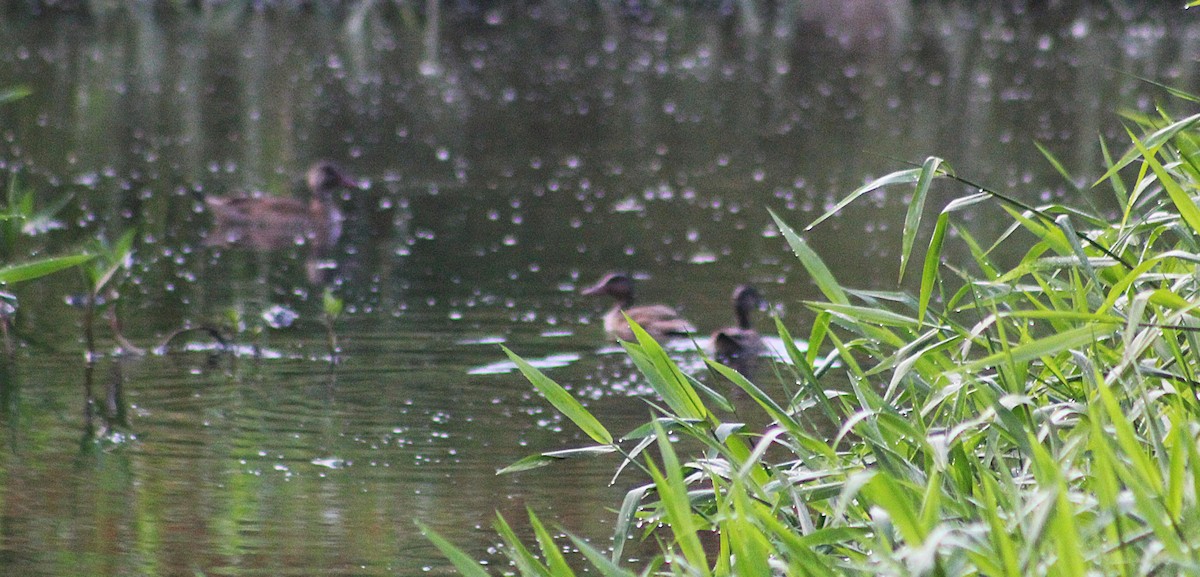 Brazilian Teal - ML647586806