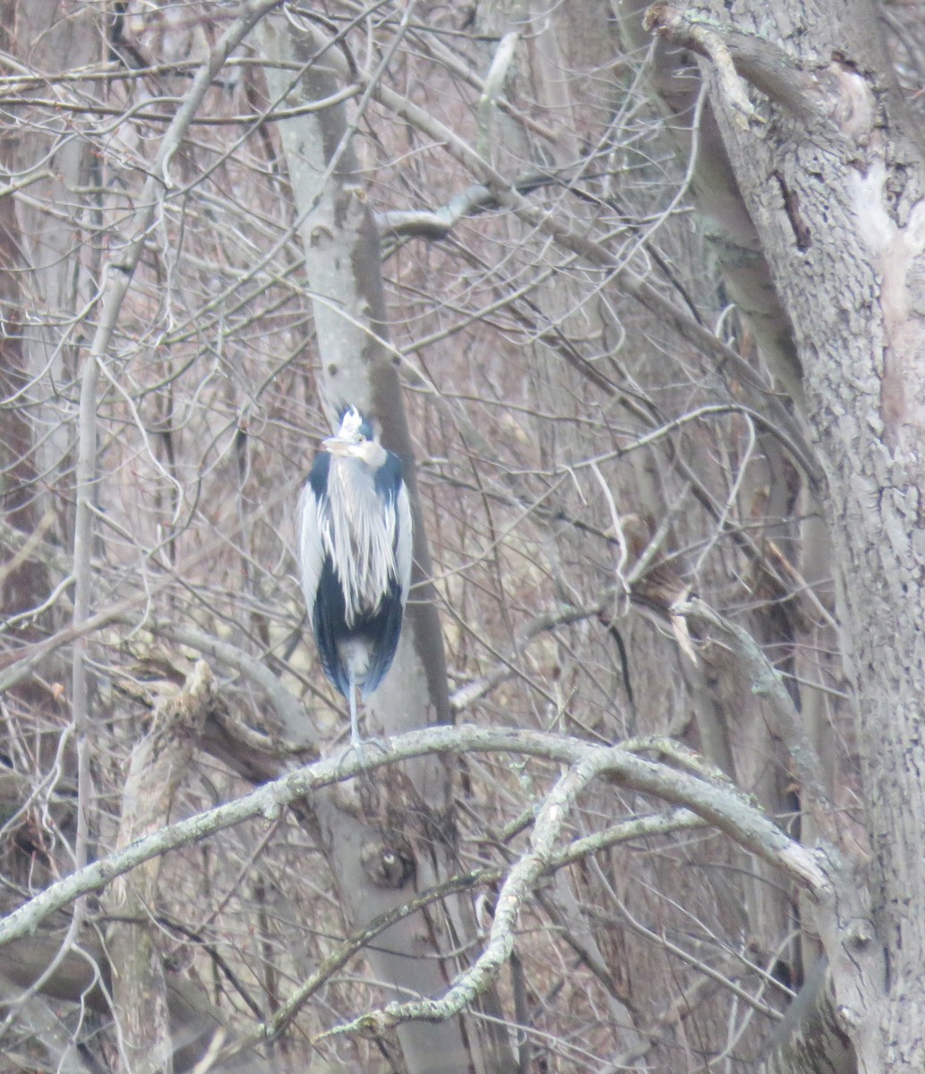 Great Blue Heron - ML647586808
