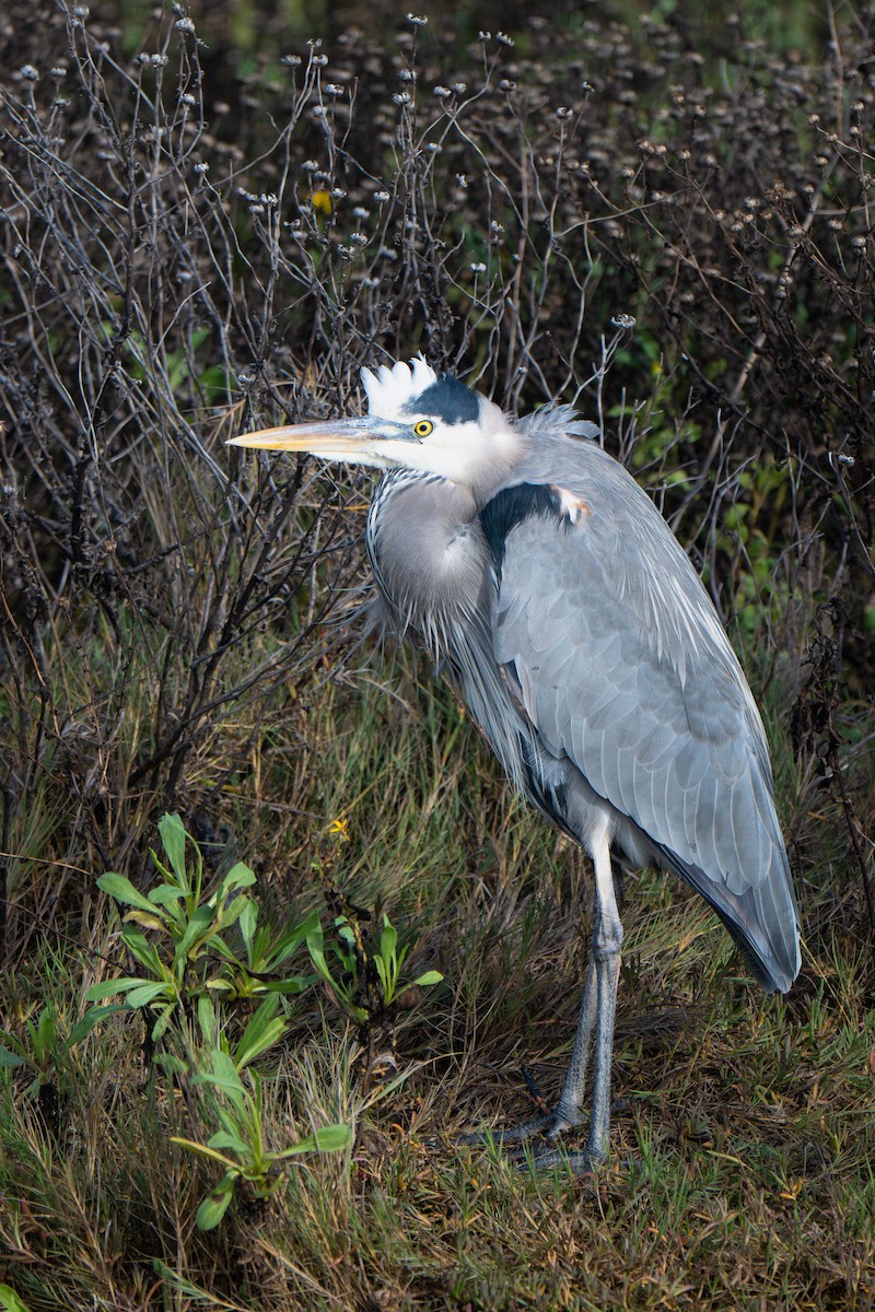 Great Blue Heron - ML647586820
