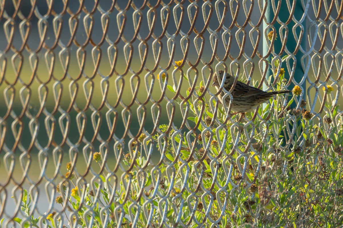 Lincoln's Sparrow - ML647586837