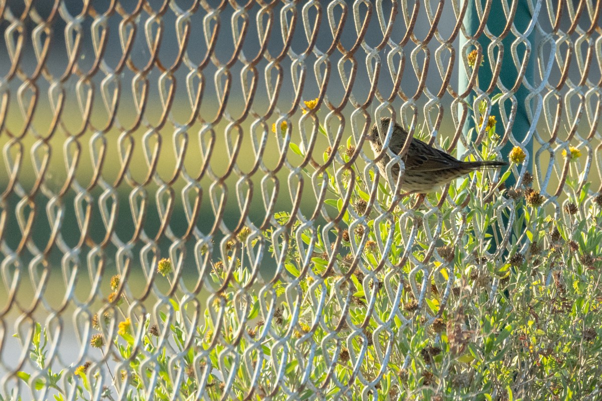 Lincoln's Sparrow - ML647586838