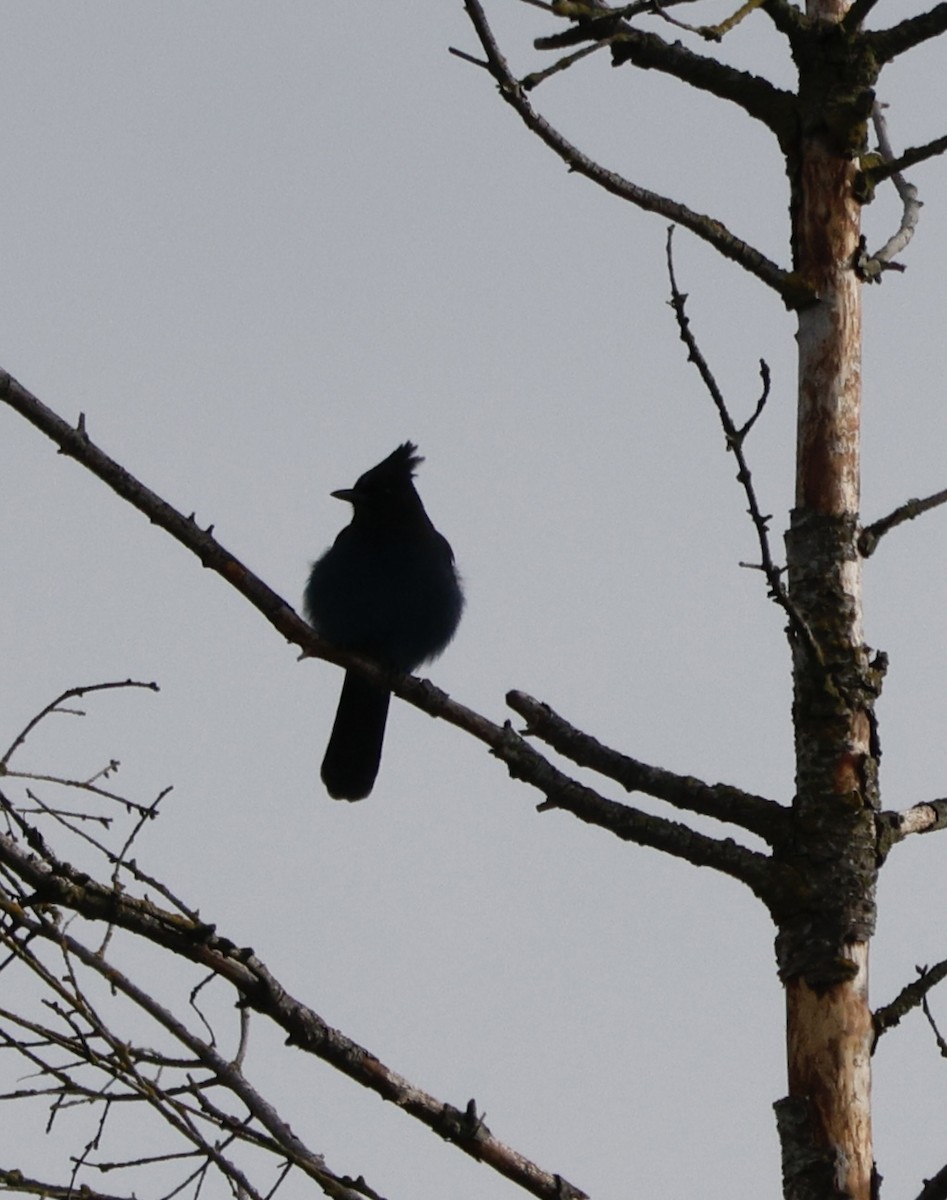 Steller Kargası - ML647586839