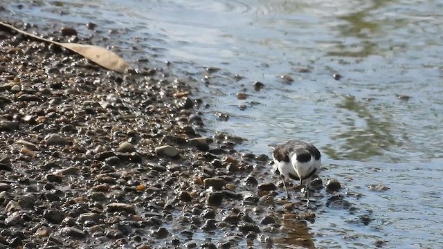 White Wagtail - ML647586865