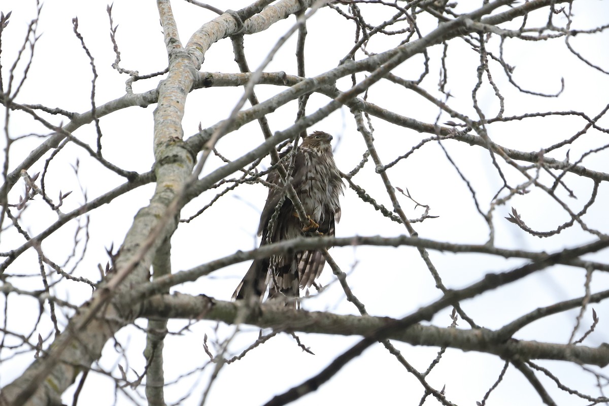 クーパーハイタカ - ML647586878