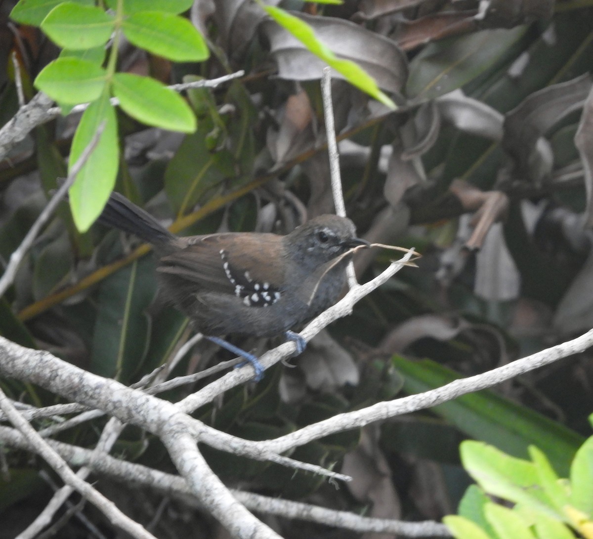 Marsh Antwren - ML647586882