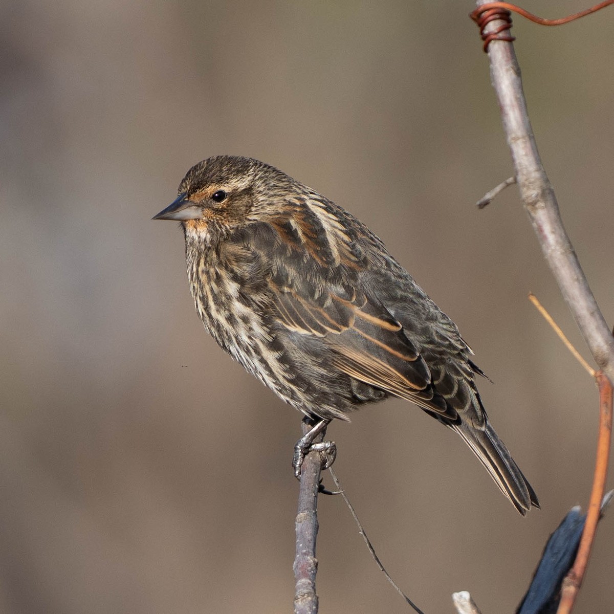 Red-winged Blackbird - ML647586910