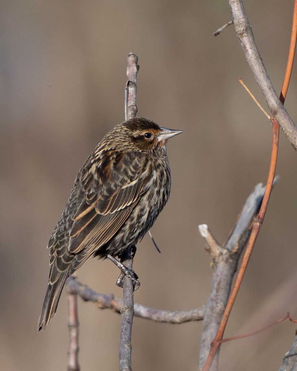 Red-winged Blackbird - ML647586911