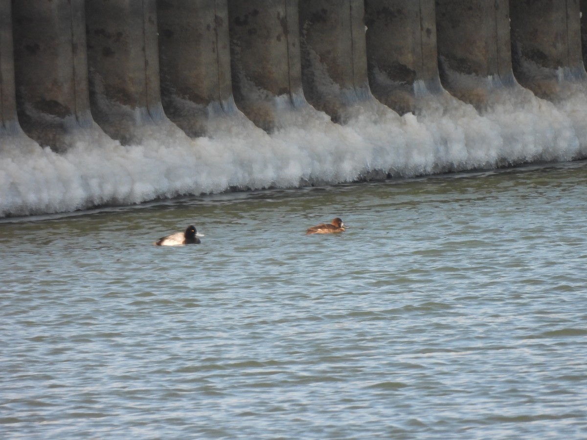 Lesser Scaup - ML647586932