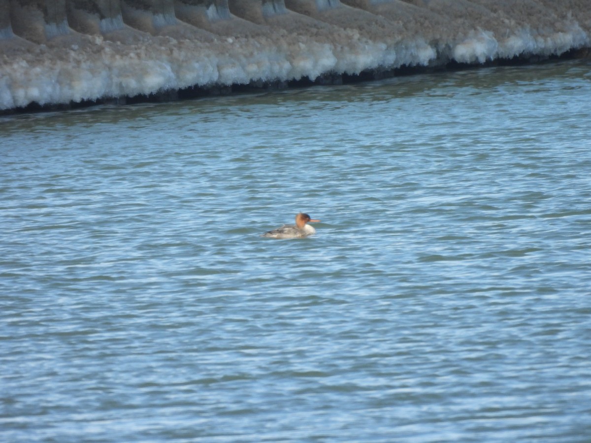 Red-breasted Merganser - ML647586943
