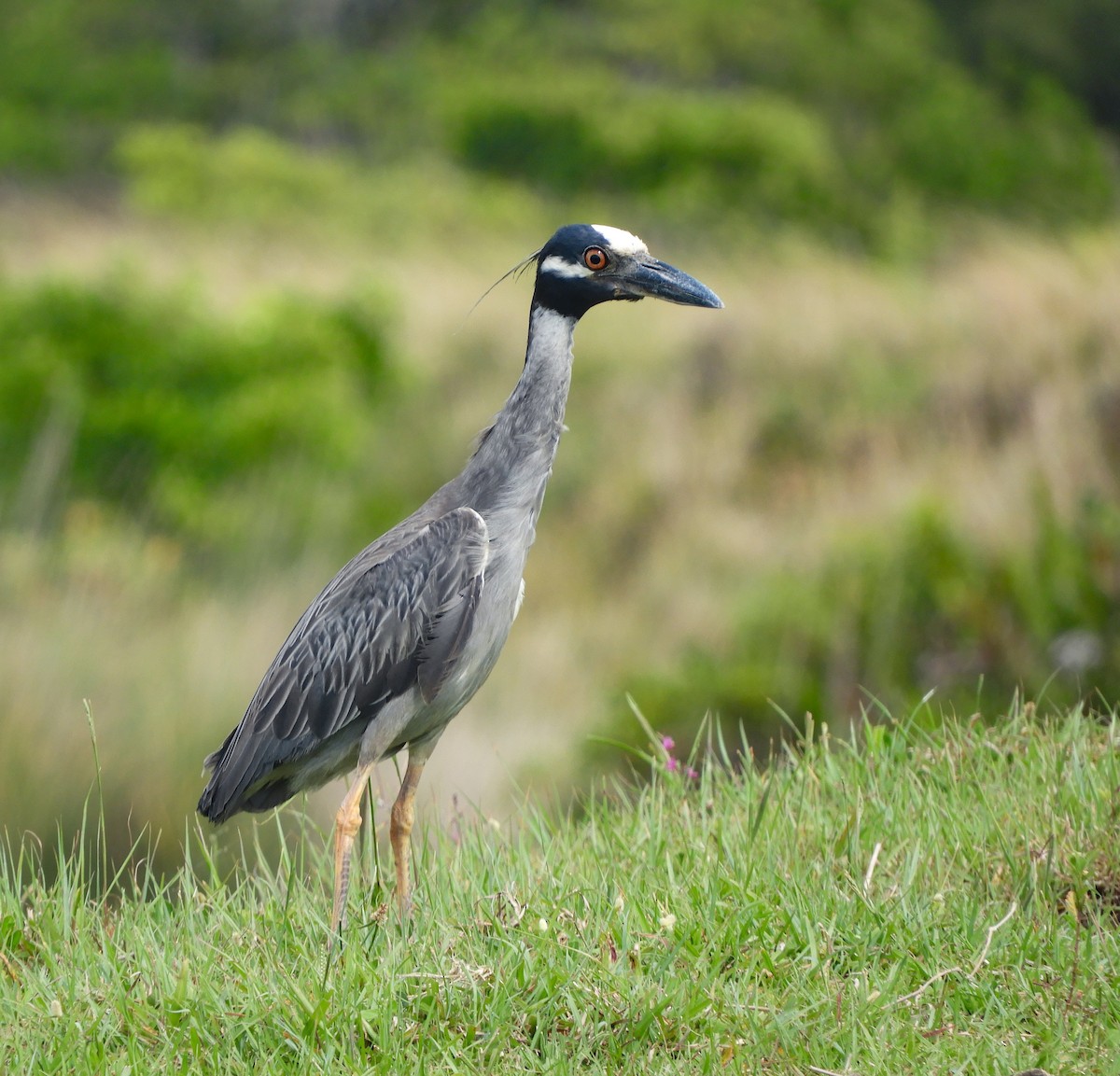 Yellow-crowned Night Heron - ML647586956