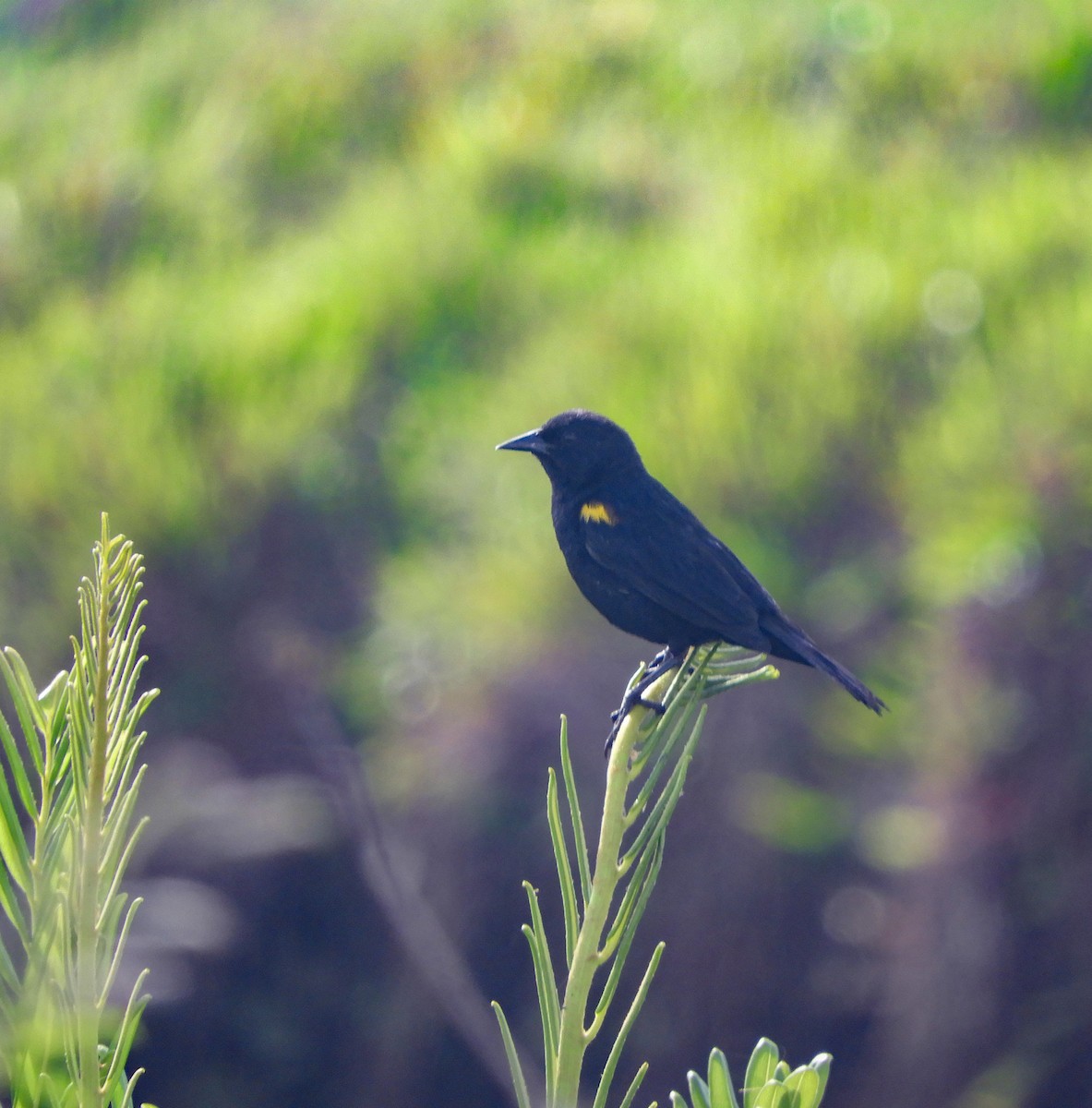 Yellow-winged Blackbird - ML647586970